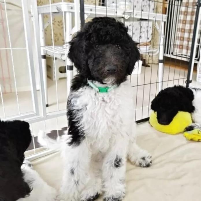 スタンダードプードル(静岡県・女の子・2025/12/10・パーティーカラー ブラック&ホワイト)の子犬情報! | 安田 芳枝ブリーダー(967)