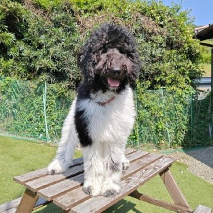 スタンダードプードル(967)の子犬情報