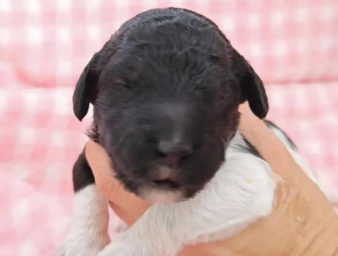 スタンダードプードル(静岡県・女の子・2025/12/10・パーティー)の子犬情報! | 安田 芳枝ブリーダー(968)