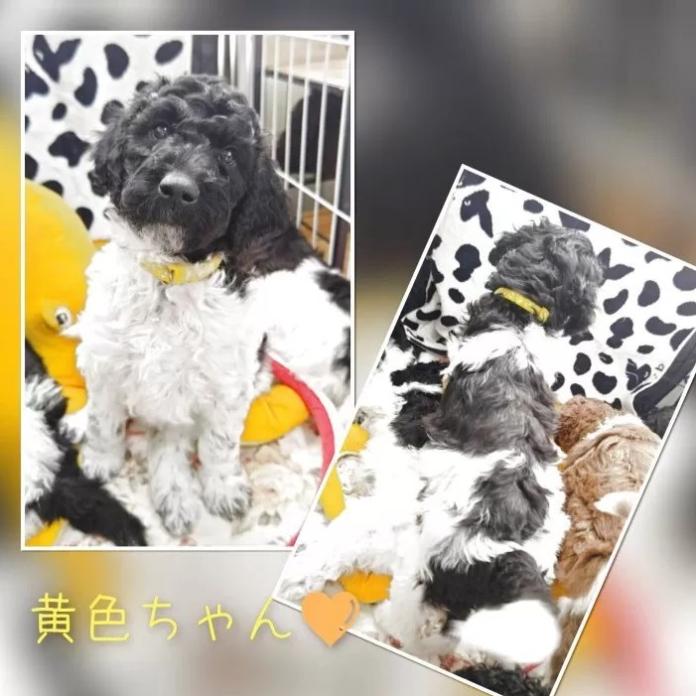 スタンダードプードル(静岡県・女の子・2025/12/10・パーティーカラー ブラック&ホワイト)の子犬情報! | 安田 芳枝ブリーダー(968)