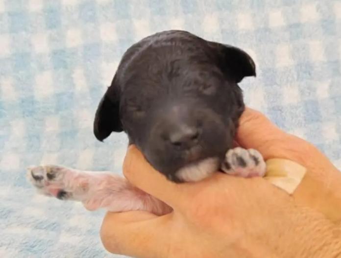 スタンダードプードル(静岡県・男の子・2025/12/10・パーティー)の子犬情報! | 安田 芳枝ブリーダー(969)