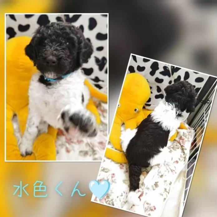 スタンダードプードル(静岡県・男の子・2025/12/10・パーティーカラー ブラック&ホワイト)の子犬情報! | 安田 芳枝ブリーダー(969)