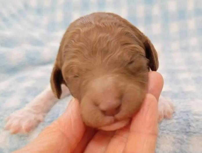 スタンダードプードル(静岡県・男の子・2025/12/10・パーティー)の子犬情報! | 安田 芳枝ブリーダー(970)