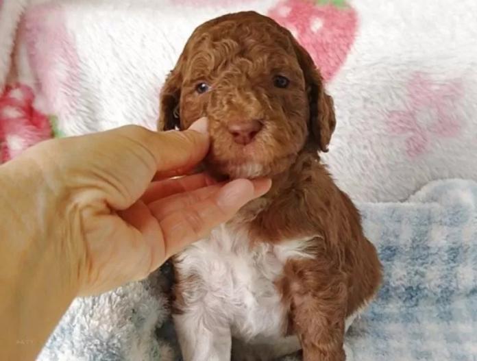 スタンダードプードル(静岡県・男の子・2025/12/10・パーティー)の子犬情報! | 安田 芳枝ブリーダー(970)