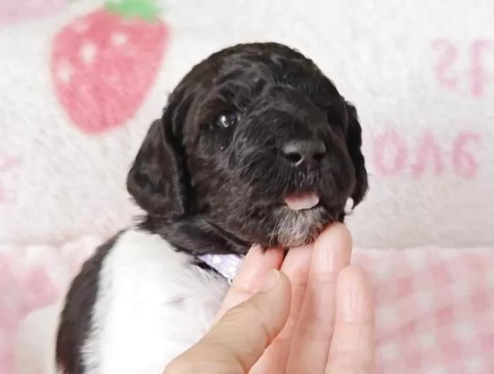 スタンダードプードル(静岡県・女の子・2025/12/10・パーティー)の子犬情報! | 安田 芳枝ブリーダー(971)