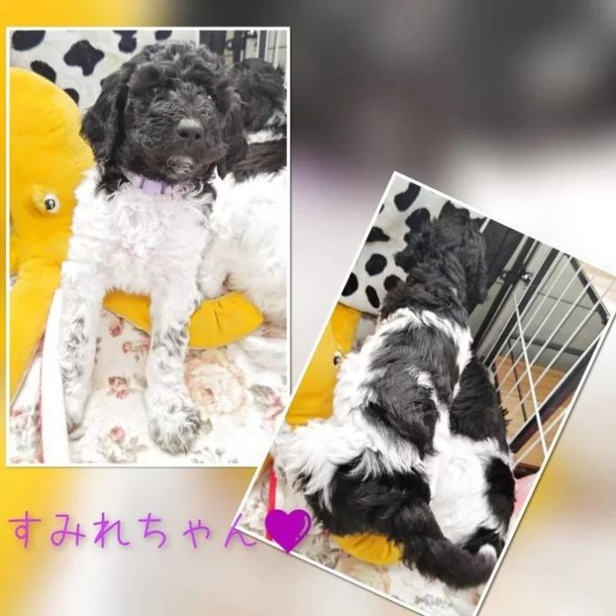 スタンダードプードル(静岡県・女の子・2025/12/10・パーティーカラー ブラック&ホワイト)の子犬情報! | 安田 芳枝ブリーダー(971)