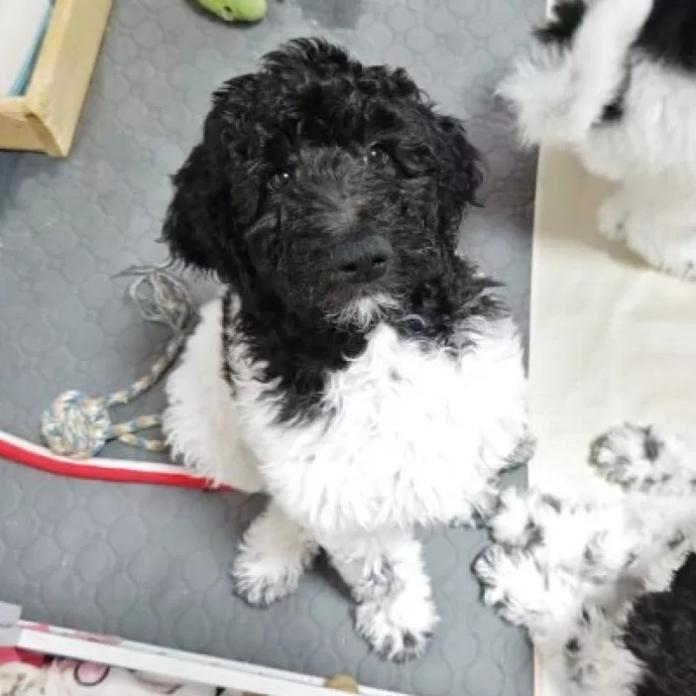 スタンダードプードル(静岡県・女の子・2025/12/10・パーティーカラー ブラック&ホワイト)の子犬情報! | 安田 芳枝ブリーダー(971)