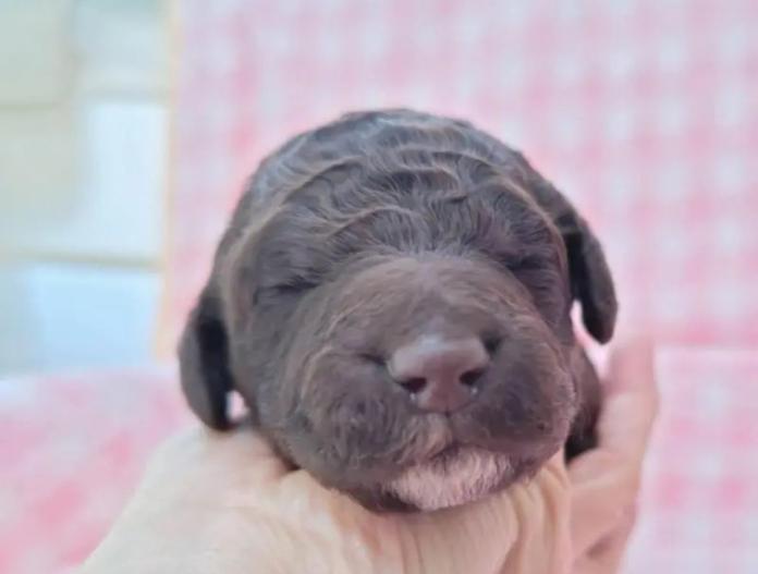 スタンダードプードル(静岡県・女の子・2025/12/10・パーティー)の子犬情報! | 安田 芳枝ブリーダー(972)