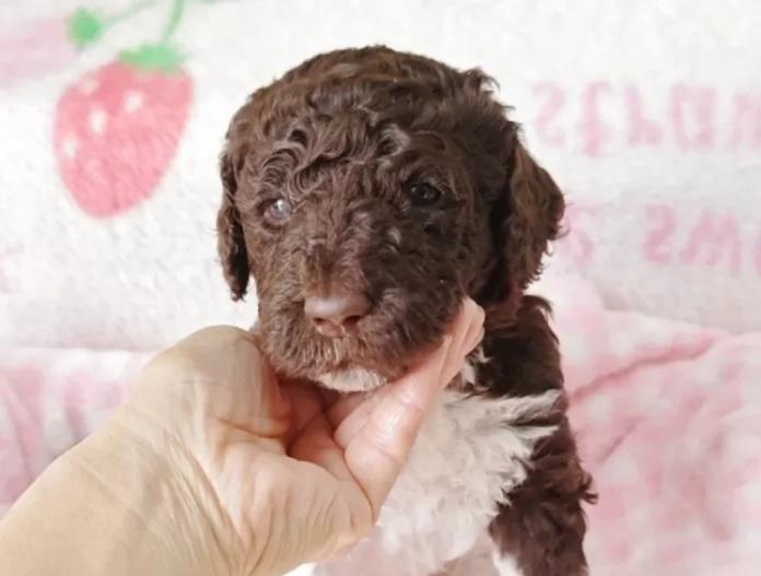 スタンダードプードル(静岡県・女の子・2025/12/10・パーティー)の子犬情報! | 安田 芳枝ブリーダー(972)