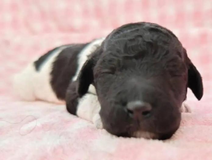 スタンダードプードル(静岡県・女の子・2025/12/10・パーティー)の子犬情報! | 安田 芳枝ブリーダー(973)