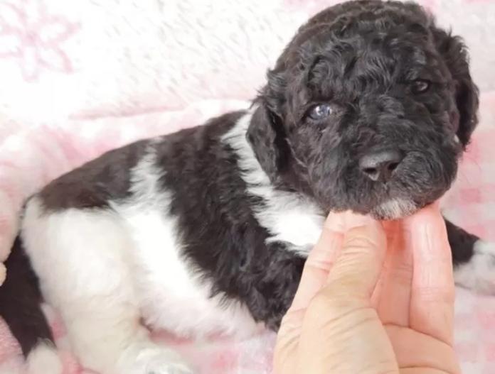 スタンダードプードル(静岡県・女の子・2025/12/10・パーティー)の子犬情報! | 安田 芳枝ブリーダー(973)