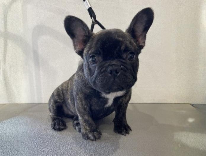 犬のプロフィール画像