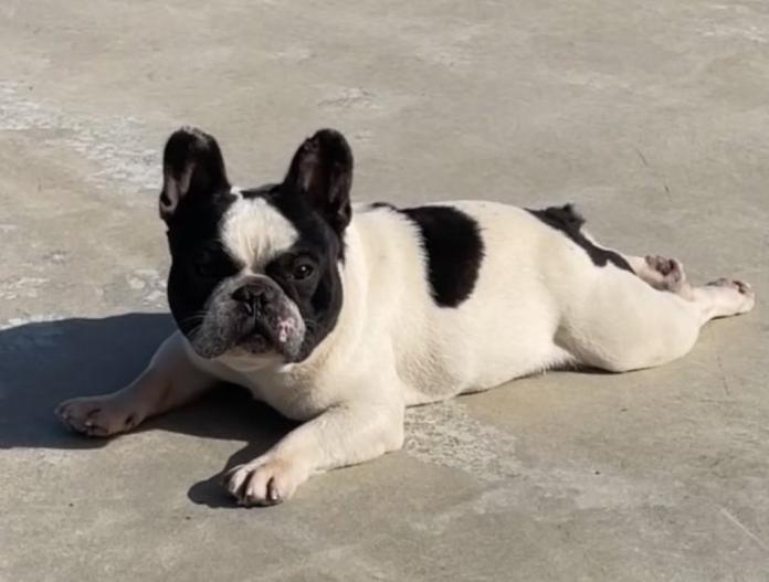 犬のプロフィール画像