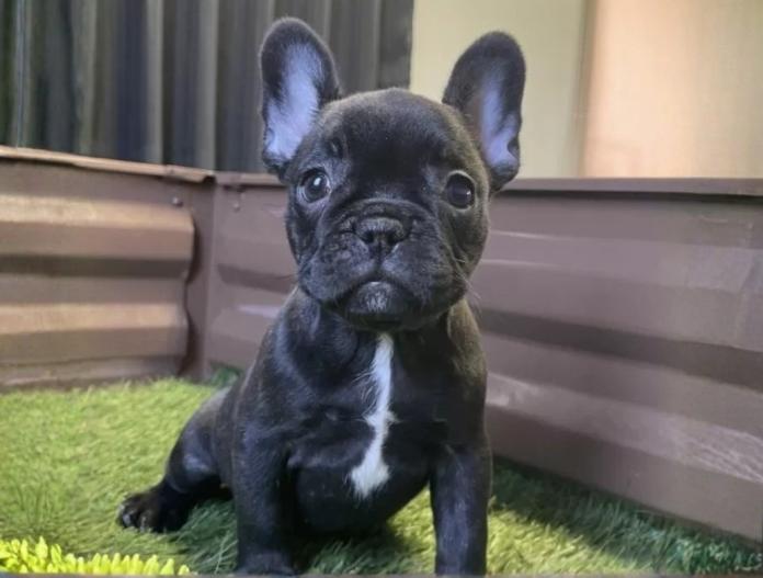 フレンチブルドッグ(香川県・女の子・2025/10/15・ブリンドル)の子犬情報! | 横内 真実ブリーダー(930)