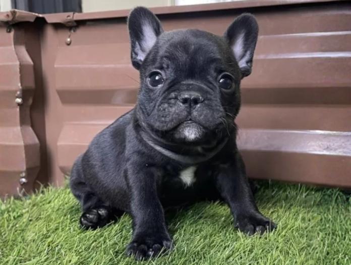 フレンチブルドッグ(香川県・男の子・2025/11/03・ブラックブリンドル)の子犬情報! | 横内 真実ブリーダー(931)