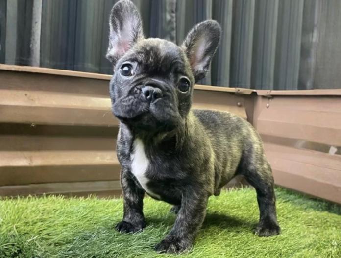 フレンチブルドッグ(香川県・男の子・2025/11/04・ブリンドル)の子犬情報! | 横内 真実ブリーダー(959)