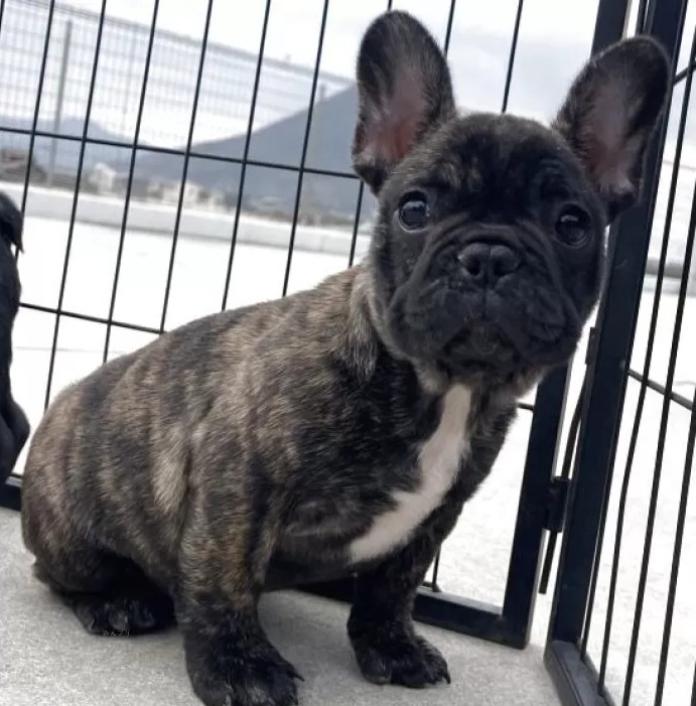 フレンチブルドッグ(香川県・男の子・2025/11/04・ブリンドル)の子犬情報! | 横内 真実ブリーダー(959)