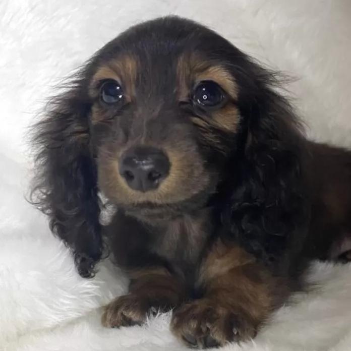 カニンヘンダックスフンド(ロング)(福岡県・女の子・2025/09/17・レッド)の子犬情報! | 吉田 巌ブリーダー(1094)