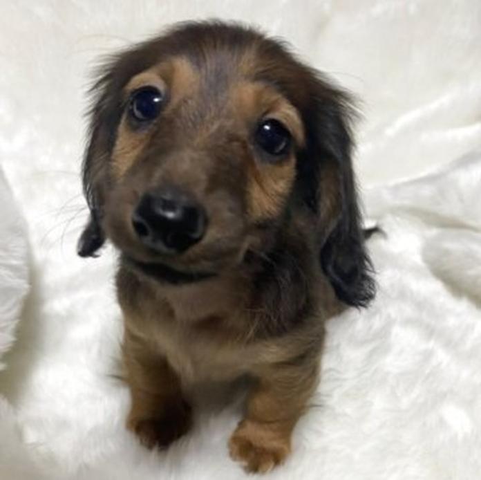 カニンヘンダックスフンド(ロング)(福岡県・男の子・2026/03/20・レッド)の子犬情報! | 吉田 巌ブリーダー(1399)
