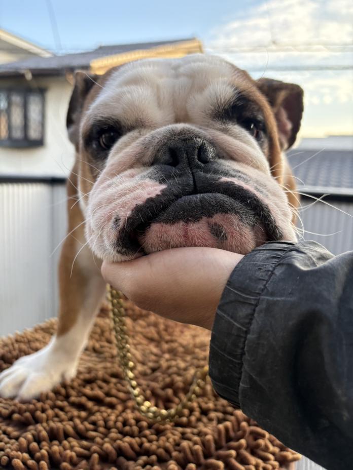 犬のプロフィール画像