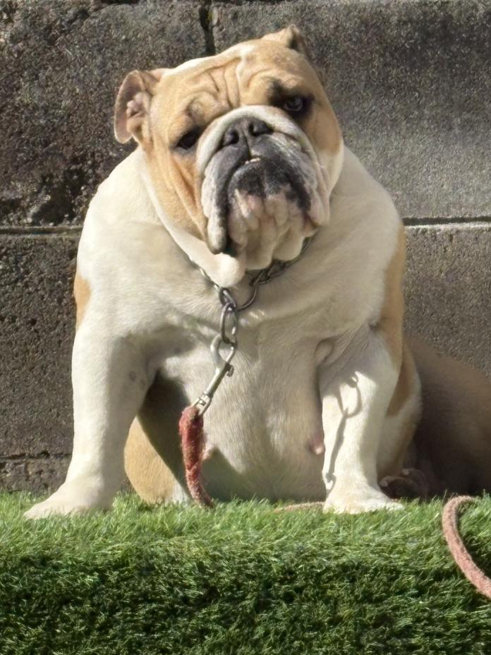 犬のプロフィール画像