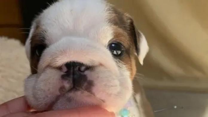 ブルドッグ(徳島県・男の子・2024/02/26・レッド＆ホワイト)の子犬情報! | 柏原 智子ブリーダー(1064)