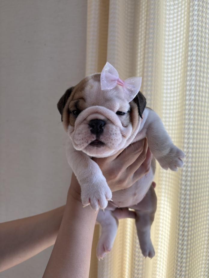 ブルドッグ(徳島県・女の子・2026/02/26・レッド＆ホワイト)の子犬情報! | 柏原 智子ブリーダー(1327)