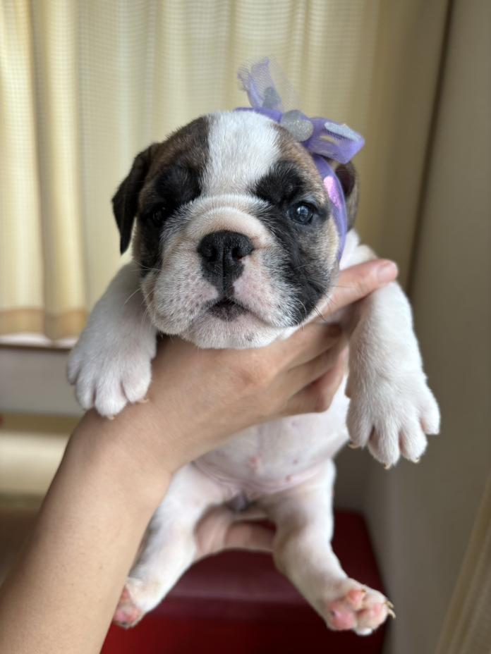 ブルドッグ(徳島県・女の子・2026/02/26・レッド＆ホワイト)の子犬情報! | 柏原 智子ブリーダー(1328)