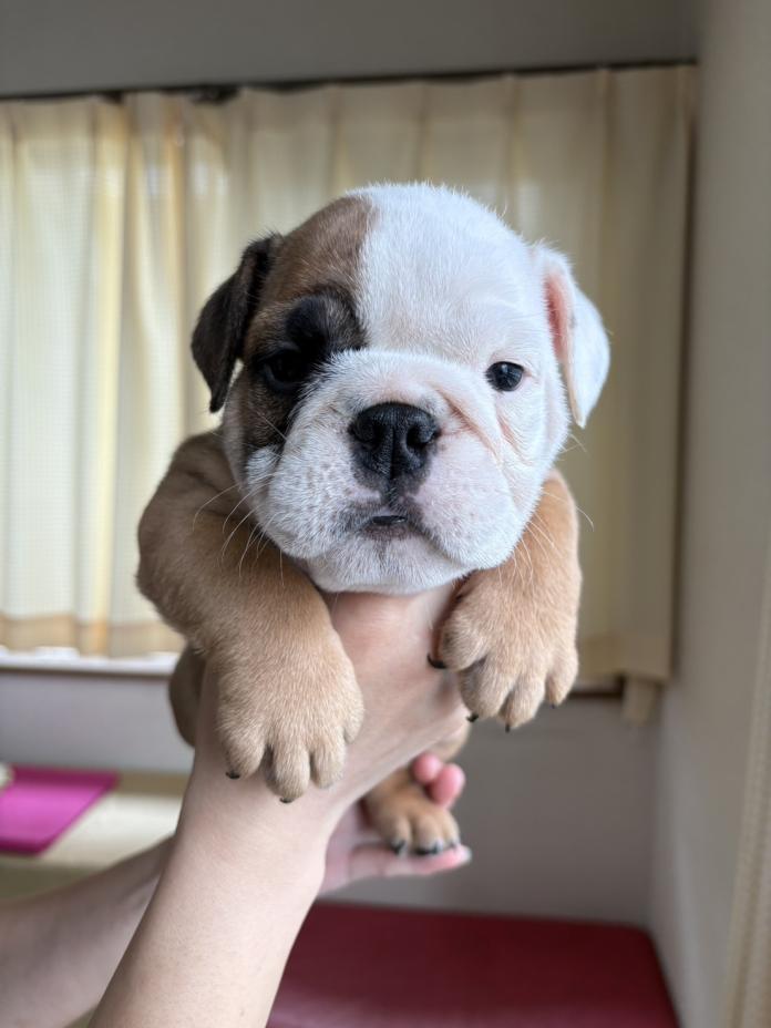 ブルドッグ(徳島県・男の子・2026/02/26・レッド＆ホワイト)の子犬情報! | 柏原 智子ブリーダー(1329)