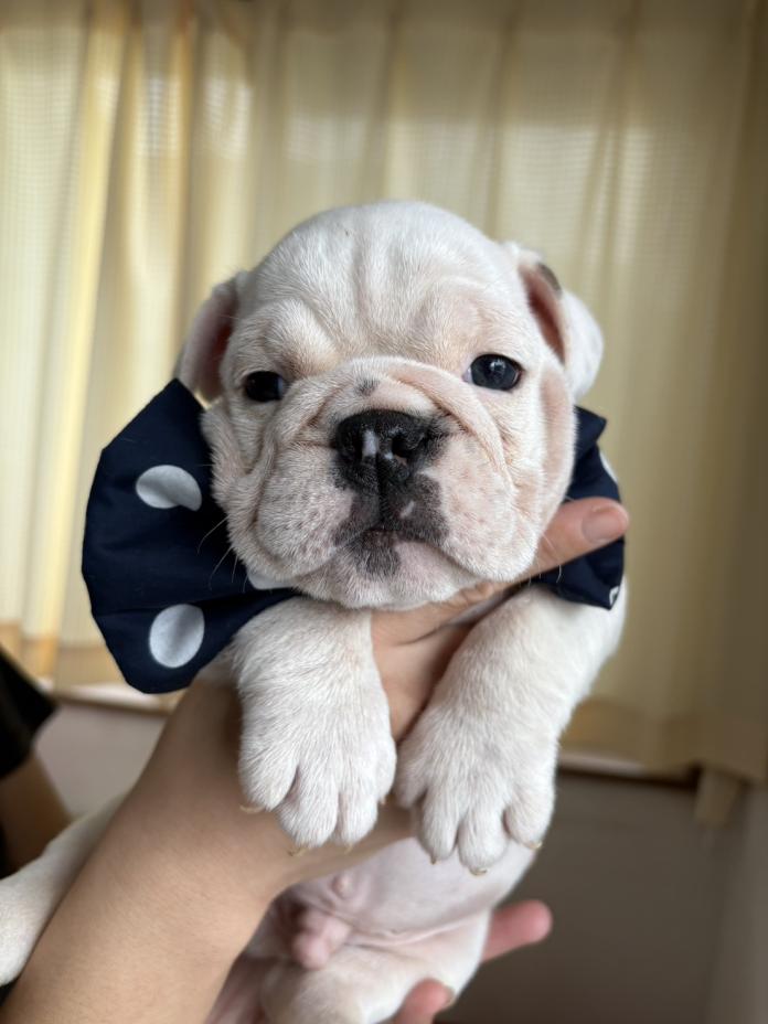 ブルドッグ(徳島県・男の子・2026/02/26・ホワイト)の子犬情報! | 柏原 智子ブリーダー(1330)