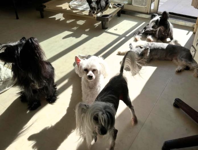 ブリーダー、犬に関する画像