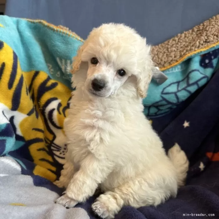 ミニチュアプードル(静岡県・男の子・2024/08/02・ホワイト)の子犬情報! | 服部 てるみブリーダー(1065)
