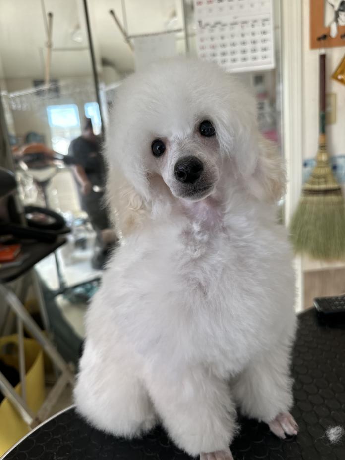 ミニチュアプードル(静岡県・男の子・2025/10/14・ホワイト)の子犬情報! | 服部 てるみブリーダー(1095)
