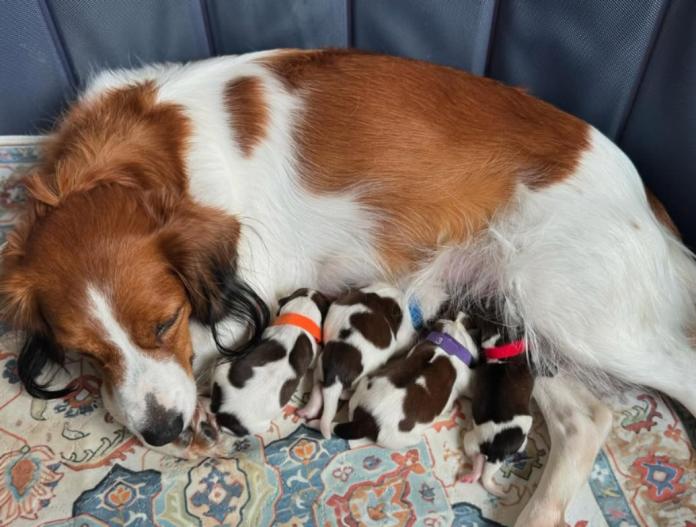 ブリーダー、犬に関する画像