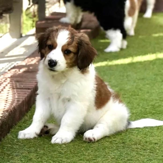 コーイケルホンディエ(福岡県・男の子・2024/08/24・レッド&ホワイト)の子犬情報! | 鬼丸 美紀ブリーダー(1081)