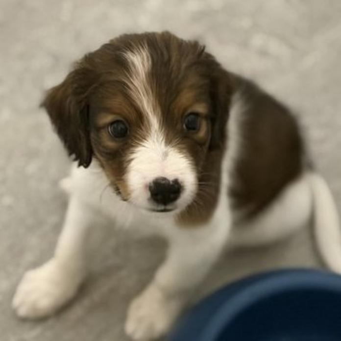 コーイケルホンディエ(福岡県・男の子・2026/02/25・レッド&ホワイト)の子犬情報! | 鬼丸 美紀ブリーダー(1331)