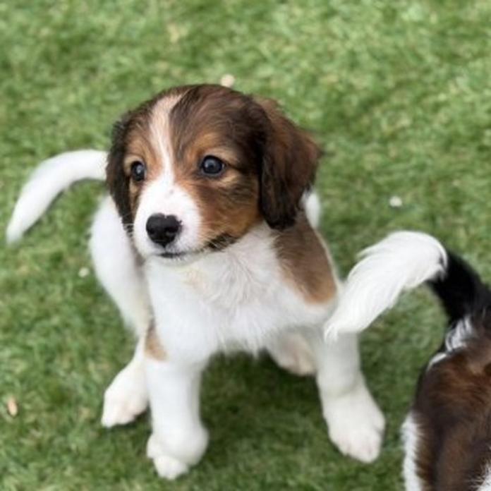 コーイケルホンディエ(福岡県・男の子・2026/02/25・レッド&ホワイト)の子犬情報! | 鬼丸 美紀ブリーダー(1331)