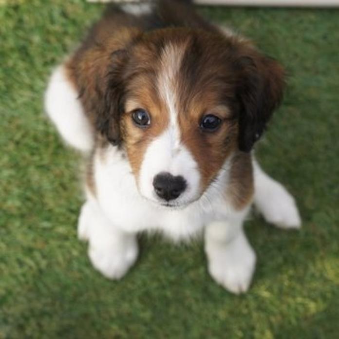コーイケルホンディエ(1331)の子犬情報