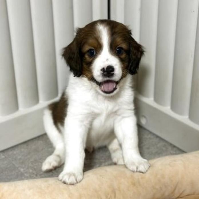 コーイケルホンディエ(福岡県・男の子・2026/02/25・レッド&ホワイト)の子犬情報! | 鬼丸 美紀ブリーダー(1332)