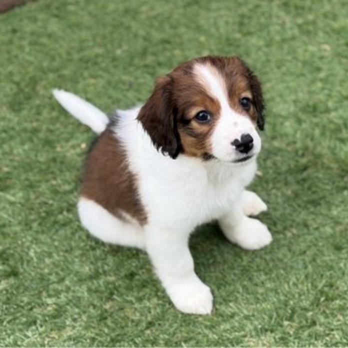 コーイケルホンディエ(福岡県・男の子・2026/02/25・レッド&ホワイト)の子犬情報! | 鬼丸 美紀ブリーダー(1332)