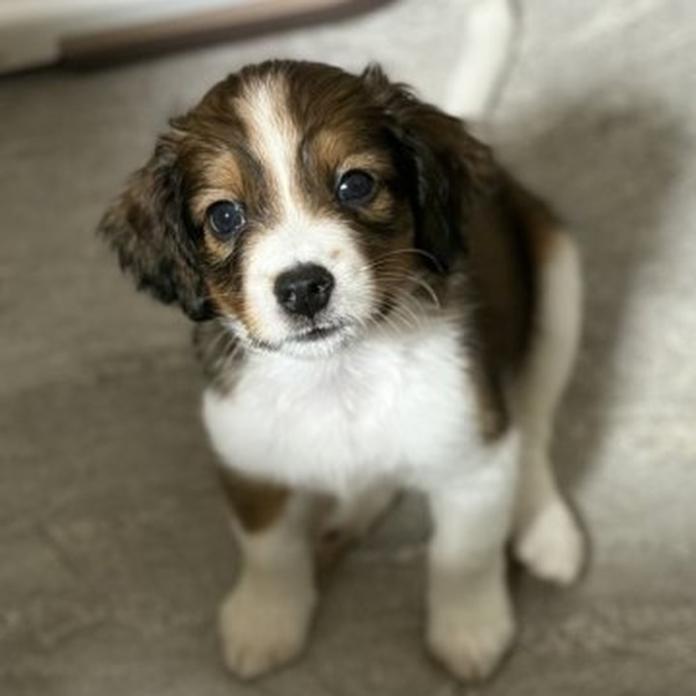 コーイケルホンディエ(福岡県・男の子・2026/02/25・レッド&ホワイト)の子犬情報! | 鬼丸 美紀ブリーダー(1333)