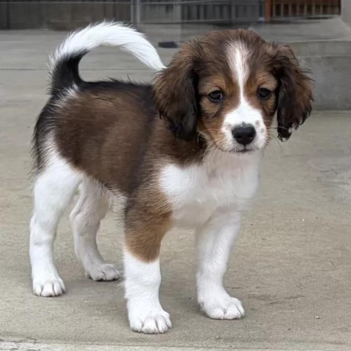 コーイケルホンディエ(福岡県・男の子・2026/02/25・レッド&ホワイト)の子犬情報! | 鬼丸 美紀ブリーダー(1333)