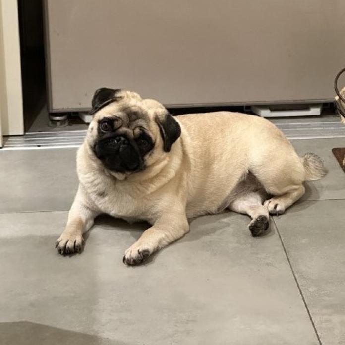 犬のプロフィール画像