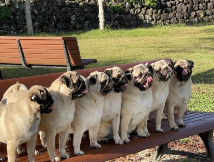 ブリーダー、犬に関する画像