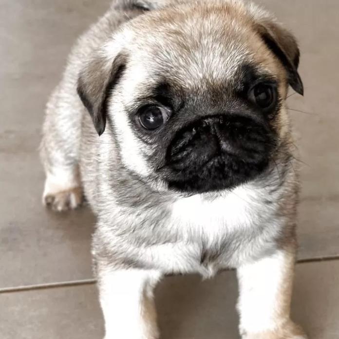 パグ(高知県・男の子・2025/12/05・フォーン)の子犬情報! | 梅原 俊順ブリーダー(1085)