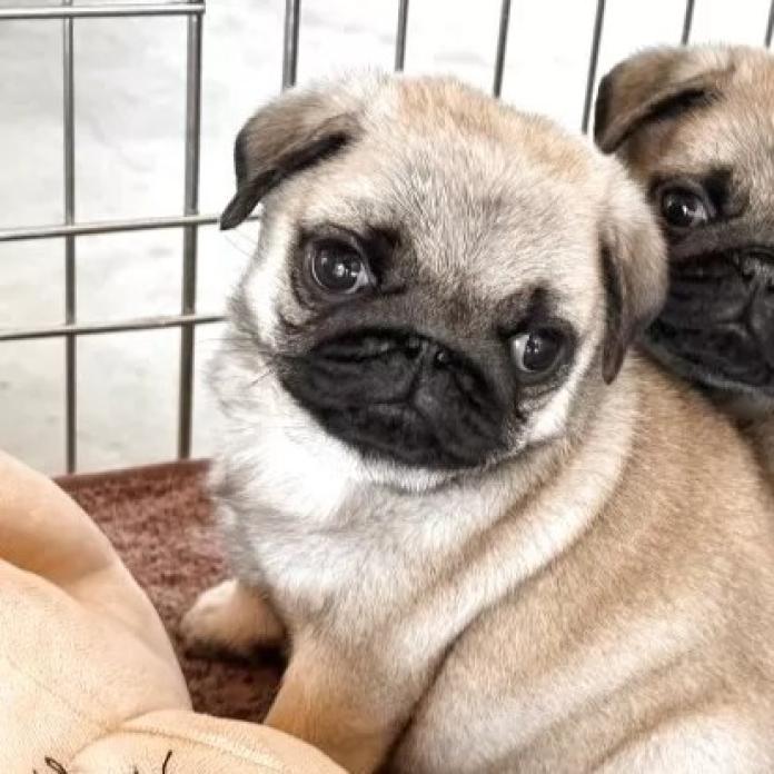 パグ(高知県・男の子・2025/12/05・フォーン)の子犬情報! | 梅原 俊順ブリーダー(1085)
