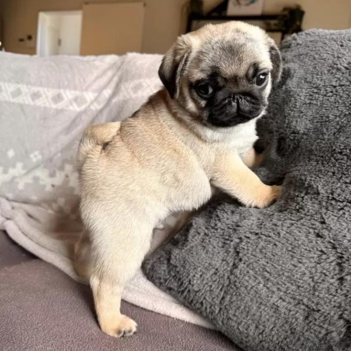 パグ(高知県・男の子・2025/12/05・フォーン)の子犬情報! | 梅原 俊順ブリーダー(1085)