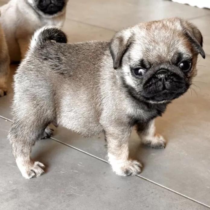 パグ(高知県・男の子・2025/12/05・フォーン)の子犬情報! | 梅原 俊順ブリーダー(1086)