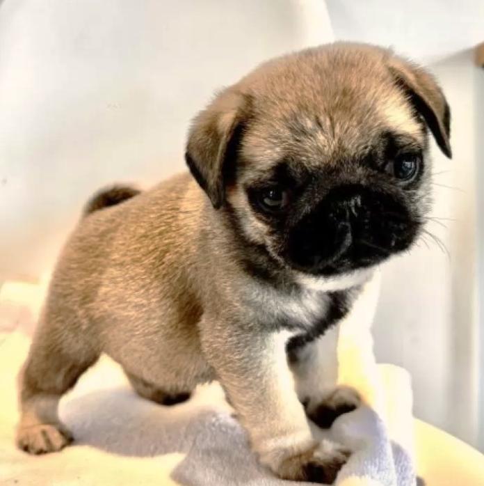 パグ(高知県・男の子・2025/12/05・フォーン)の子犬情報! | 梅原 俊順ブリーダー(1086)