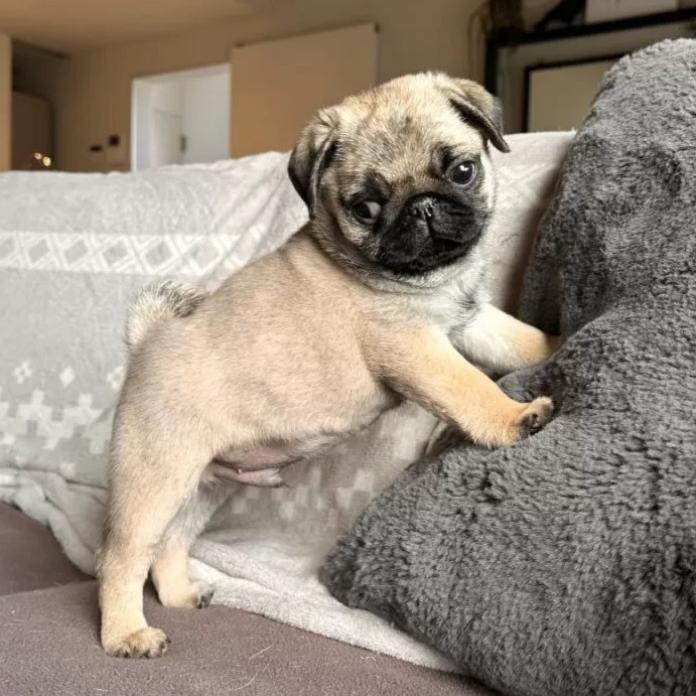 パグ(高知県・男の子・2025/12/05・フォーン)の子犬情報! | 梅原 俊順ブリーダー(1086)